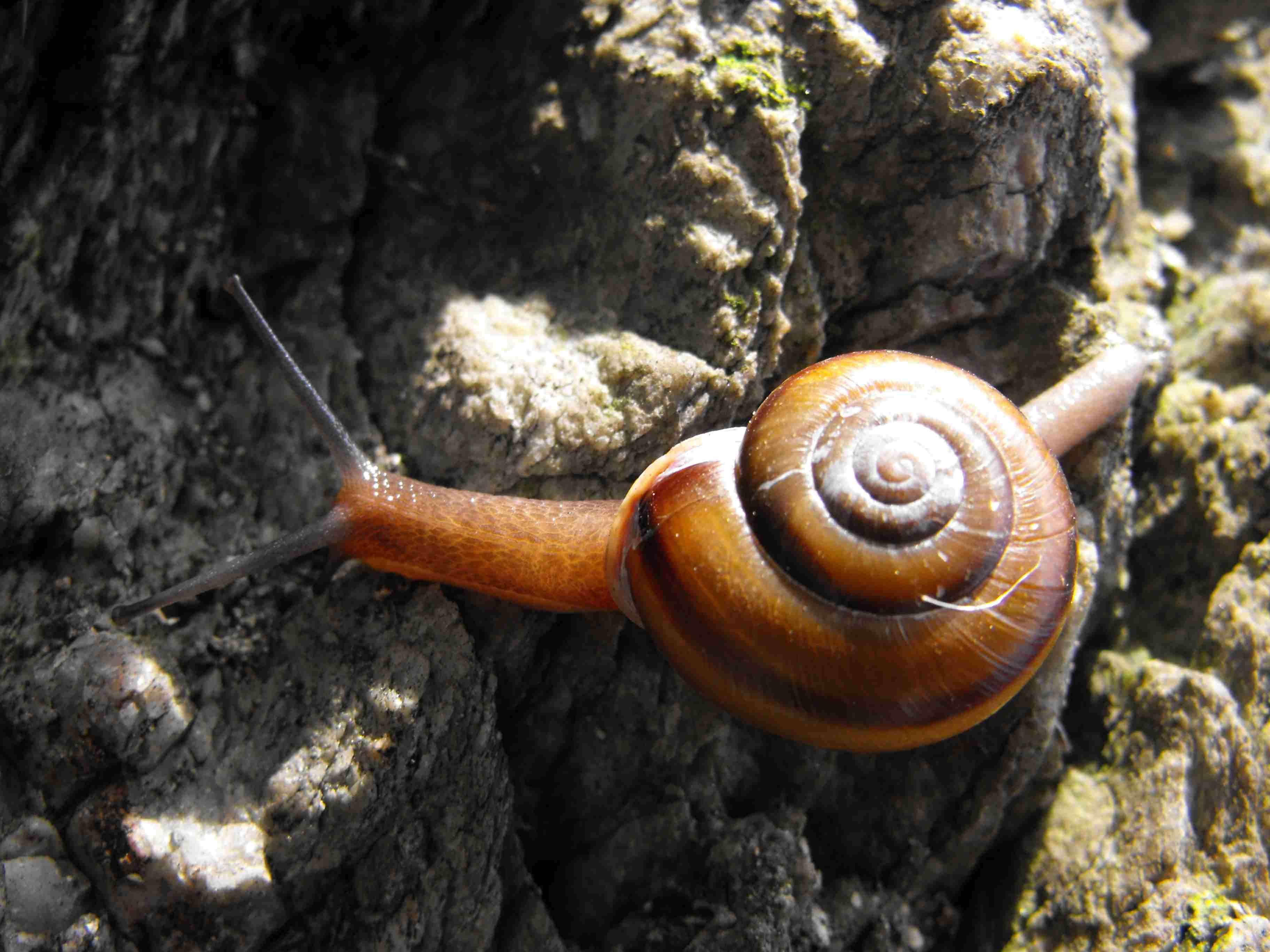Il 